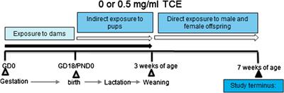 Sex-Dependent Effects on Liver Inflammation and Gut Microbial Dysbiosis After Continuous Developmental Exposure to Trichloroethylene in Autoimmune-Prone Mice